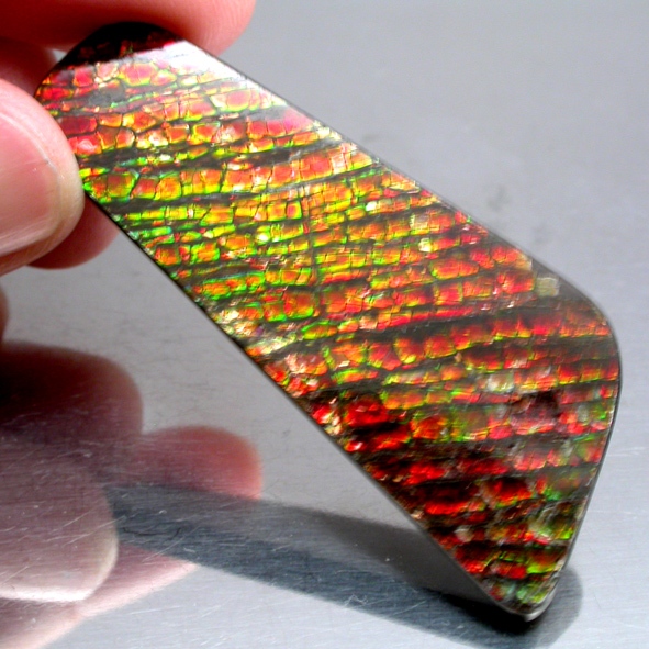 Ammolite แอมโมไลต์ (Ammolite) อัญมณีโลกล้านปีสุดหายาก อัญมณีนำโชค อัญมณีสะสม