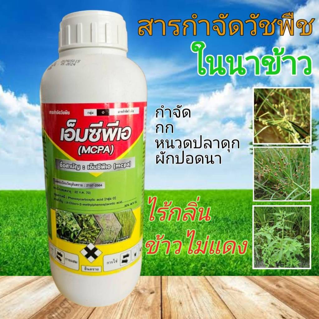 [..ยกลัง 12 ขวด..] เอ็มซีพีเอ MCPA 30% W/V SL ขนาด 1ลิตร สารกำจัดหญ้าใบกว้างในนาข้าว ปลอดภัยไร้กลิ่น