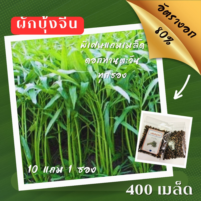 เมล็ดพันธุ์ ผักบุ้งจีน 400เมล็ด ผักบุ้งจีน ✅ราคาถูก ปลูกง่าย ปลูกไว้ทานกินเอง ซื้อ10แถม1 คละได้