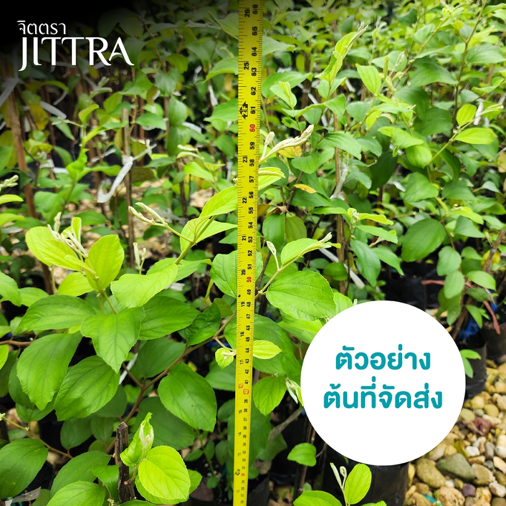 จิตตรา ต้นพันธุ์พุทราสามรส เสียบยอดสูง 60-80 ซม. ปลูกปีเดียวติดลูก พร้อมส่ง เคลมฟรี ต้นพันธุ์ผลไม้ ต้นเตี้ย ผลดก - รูปที่ 2
