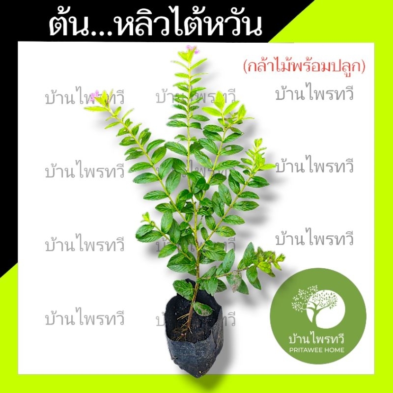 ต้นหลิวไต้หวัน บ้านไทรทวี ต้นไม้ตาย เคลมฟรี ทุกต้น เฉพาะ ระหว่างขนส่ง เท่านั้น หลิวไต้หวัน ต้นหลิว หลิว