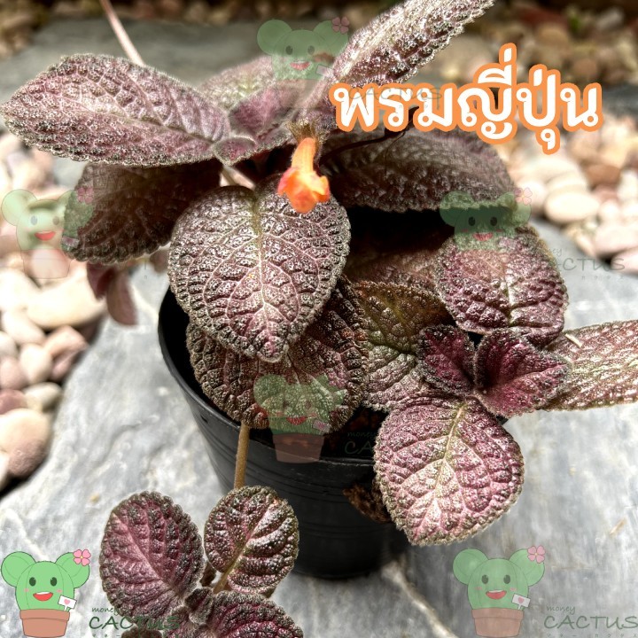 พรมญี่ปุ่น Episcia พรมกำมะหยี่ใบชมพูขอบดำ ดอกสีเหลืองส้ม ไม้ประดับ ไม้ตกแต่งบ้านและสวน
