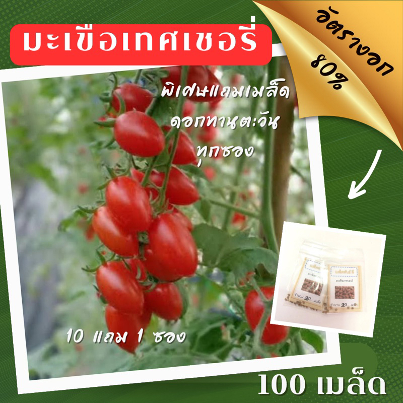 เมล็ดพันธุ์ มะเขือเทศเชอรี่ 100 เมล็ด มะเขือเทศ ราคาถูก ปลูกง่าย ปลูกไว้ทานกินเอง ซื้อ10แถม1 คละได้