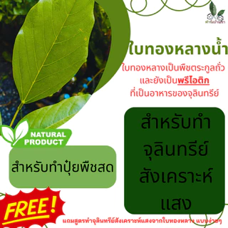 ฟาร์มบ้านเรา ใบทองหลางน้ำ ปุ๋ยพืชสด สำหรับทำจุลินทรีย์สังเคราะห์แสงใบทองหลางน้ำ ใบทองหลางน้ำทำปุ๋ยพืชสด น้ำหนัก1kg