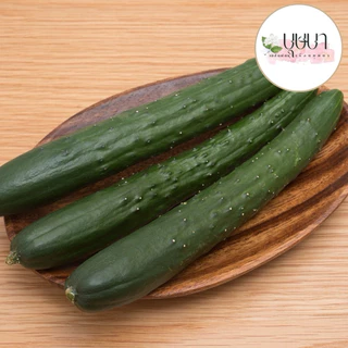 เมล็ดพันธุ์แตงกวาญี่ปุ่น 39บาท 50เมล็ด