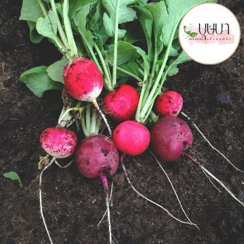 เมล็ดพันธุ์แรดิชเชอร์รี่ 39บาท 300เมล็ด - รูปที่ 2