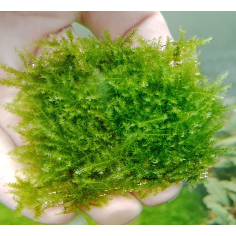 มอสมินิเพีลมอสน้ำต้นไม้น้ำ ตะแกรงขนาด5.5*5.5cm