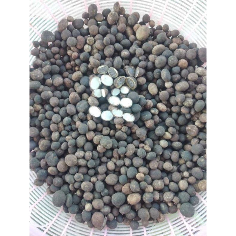 เชื้อเห็ดเผาะหนังภูพาน ของแท้ชนิตผงสุตรเข้มข้น ราคาถูก Shopee Lazada