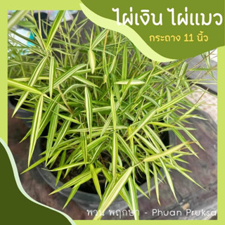 🌿ไผ่เงิน ไผ่แมว ของโปรดน้องแมว กระถางใหญ่ ฟอร์มแน่น (กระถางขนาด 11 นิ้ว)