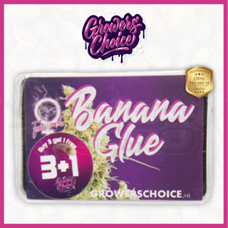 Banana Glue (Photo) - Growers Choice เมล็ดกัญชา นำเข้าแท้100% เมล็ดเพศเมีย