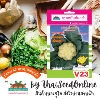 ADV ซฟ เมล็ดพันธุ์ กะหล่ำดอก นวลทอง ตราตะวันต้นกล้า V23