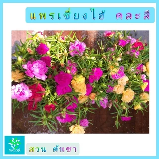 แพรเซี่ยงไฮ้ คุณนายตื่นสาย แบบคละสี 1 กระถางมีเป็นร้อยกิ่ง คุ้มสุดๆ