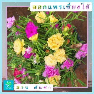 แพรเซี่ยงไฮ้ คุณนายตื่นสาย แบบคละสี 1 กระถางมีเป็นร้อยกิ่ง คุ้มสุดๆ