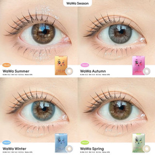 NEW🌈 SISSE LENS - WAWA SERIES คอนแทคเลนส์เกาหลี รายเดือน ส่งฟรี