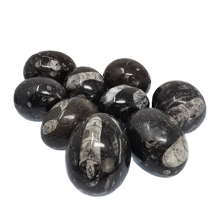 1 PC Beautiful H Quality Natural Orthoceras Polished Egg Stones For Healing and Meditation