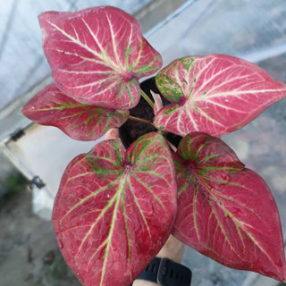 บอนสี ปราสาททอง ต้นใหญ่ไซส์ตั้งแม่ บอนสี Caladium