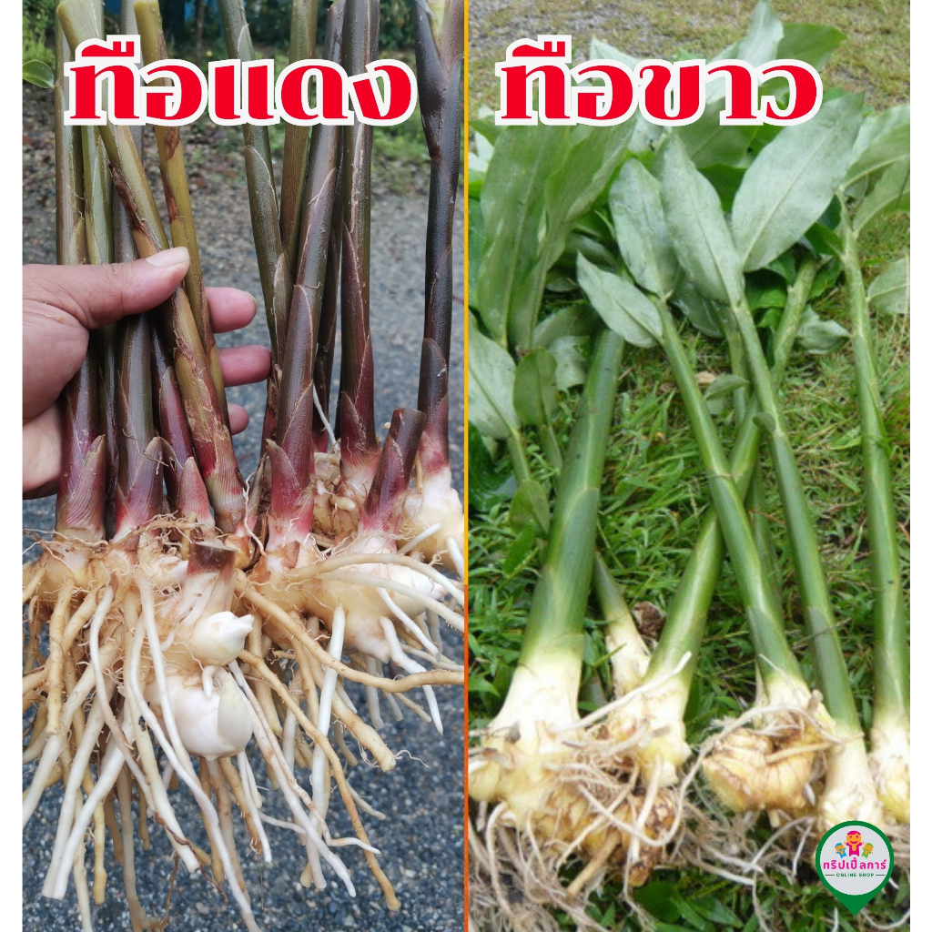ทือแดง ทือขาว สำหรับปลูกทานได้