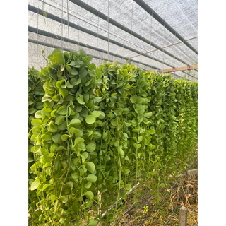 (สินค้าพรีออเดอร์) เดฟพาดเขียวจัมโบ้ พวงใหญ่ (ยาว45-50 เซน) *กดสั่งสูงสุดได้10 พวงต่อครั้งนะคะ*
