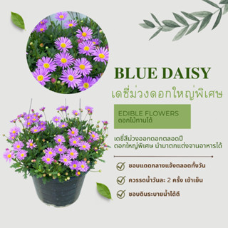 Blue Daisy เดซี่ม่วง ดอกใหญ่  #ดอกไม้ทานได้ #GeneHomeGarden