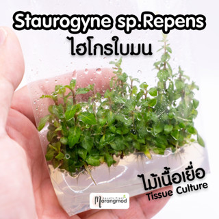 Staurogyne sp.repens ไฮโกรใบมน (ไม้เนื้อเยื้อ Tissue Culture)