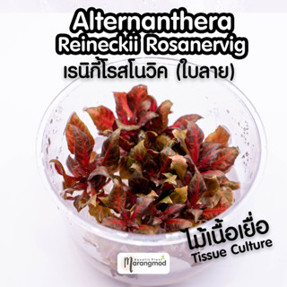 Alternanthera Reineckii Rosanervig : เรนิกี้โรสโนวิค เรนิกี้ใบลาย (ไม้เนื้อเยื่อ Tissue Culture)