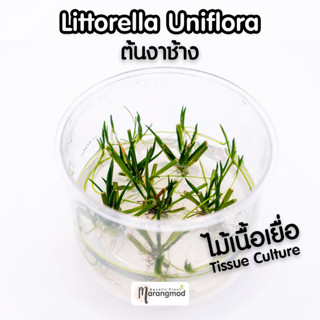 Littorella Uniflora : ต้นงาช้าง (ไม้เนื้อเยื่อ Tissue Culture)