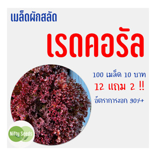 เมล็ดสลัด เรดคอรัล 100 เมล็ด 10 บาท  งอกดีมีคู่มือในการปลูก