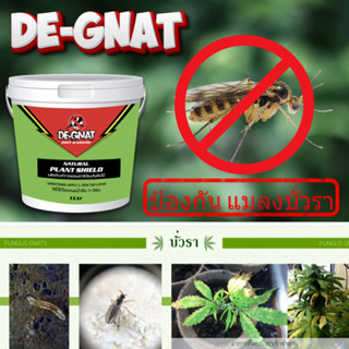 De-gnat กำจัด ตัวอ่อน บั่วรา (ในกระถาง)