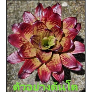 สับปะรดสี Bromeliad Neoregelia  Strawberry Roan จำนวน 1 ต้น จัดส่งแบบถอดกระถาง ต้นไม้สวยงาม ฟอกอากาศ ต้นไม้มงคล