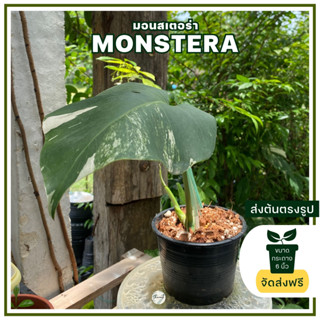 ส่งฟรี มอนสเตอร่าด่าง monstera albo ต้นจริงตามรูป