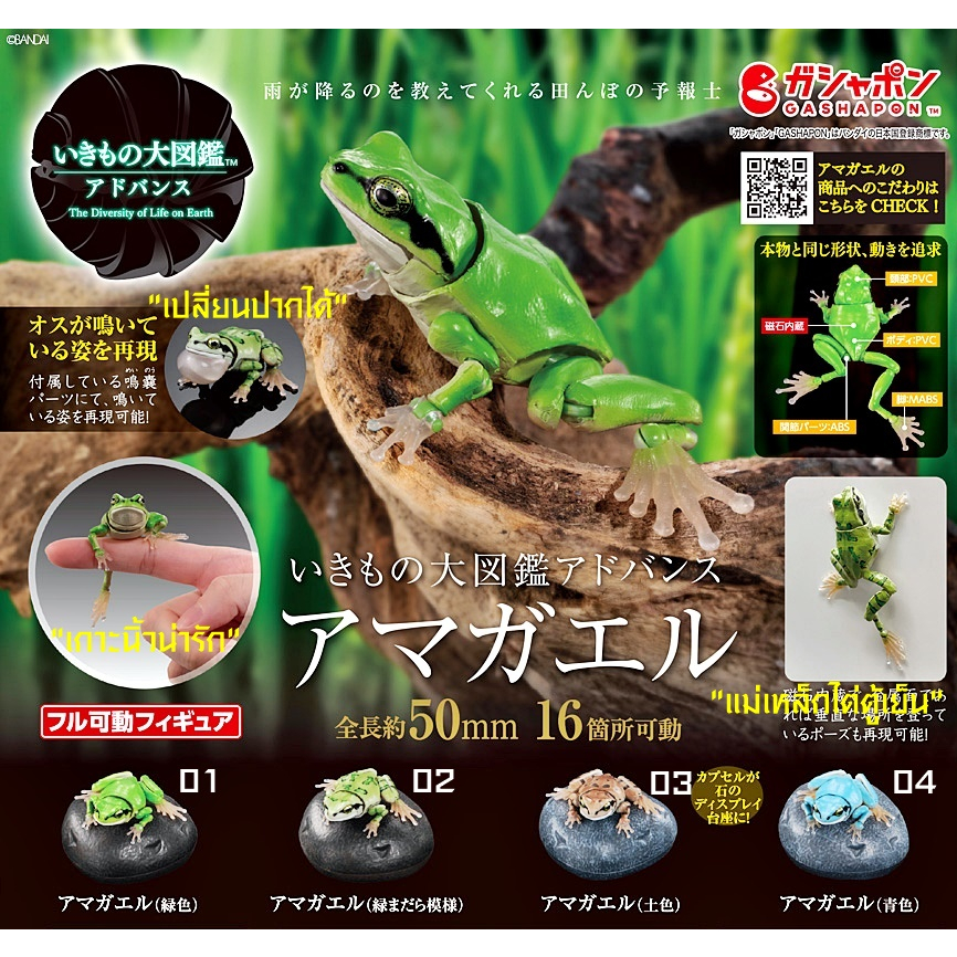 (มีของพร้อมส่ง) กาชาปองกบต้นไม้ Gashapon Bandai Premium Ikimono Encyclopedia Tree Frog Vol.01 โมเดลสัตว์