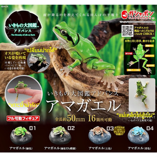 (ครบชุดพร้อมส่ง) กาชาปองกบต้นไม้ Gashapon Bandai Premium Ikimono Encyclopedia Tree Frog โมเดลสัตว์