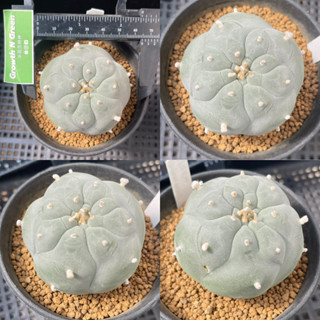 โลโฟโฟร่า วิลเลี่ยม Lophophora williamsii ไม้เมล็ด หน้าสวย