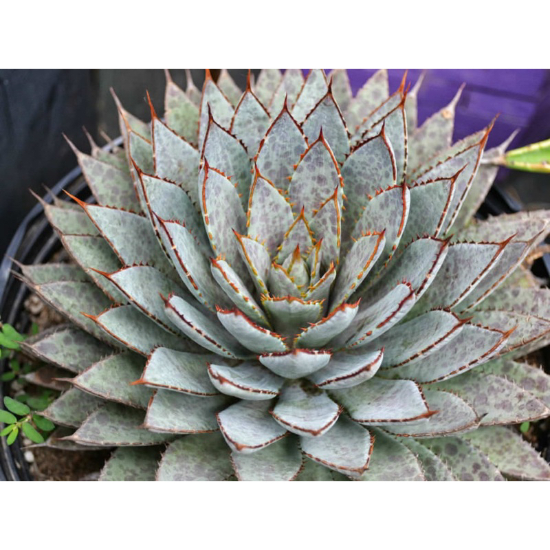 Agave blood spot _อากาเว่