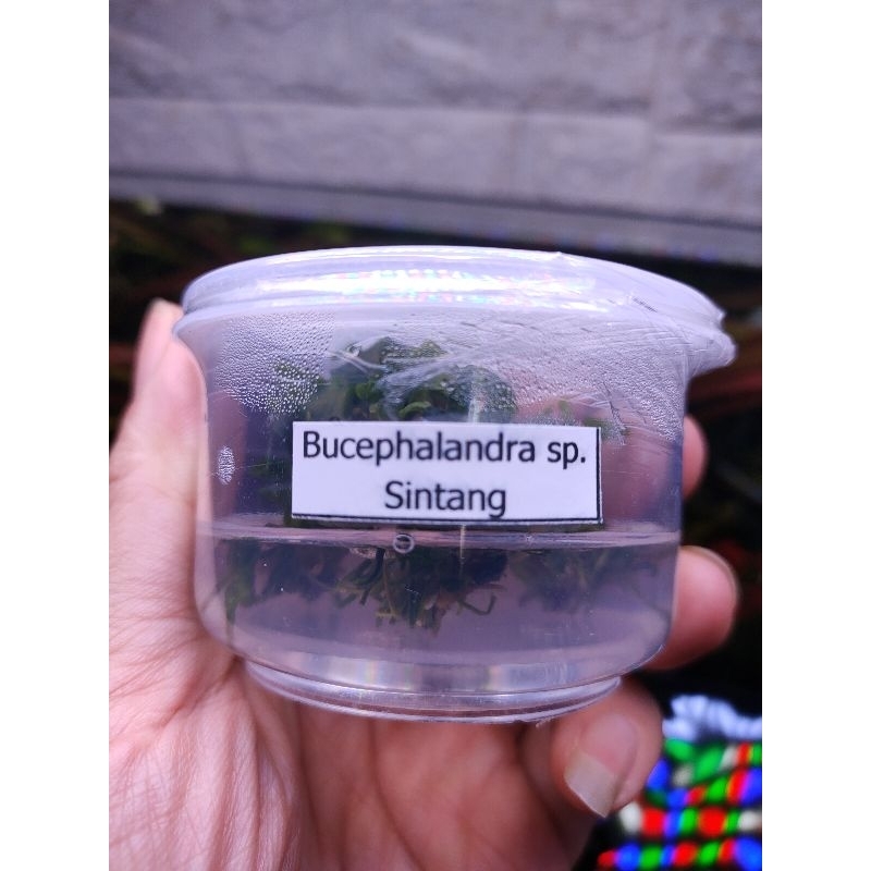 Bucephalandra sp. 'sintang ไม้เนื้อเยื่อ