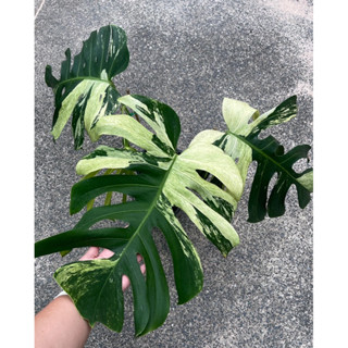 มอนมิ้น มอนสเตอล่ามิ้น มอนด่าง มอนมิ้นด่าง monstera MINT variegated