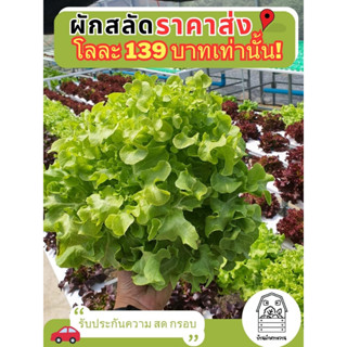 ผักสลัดรวม ปลอดสาร เก็บสดทุกออเดอร์ (500กรัม - 1กิโล)