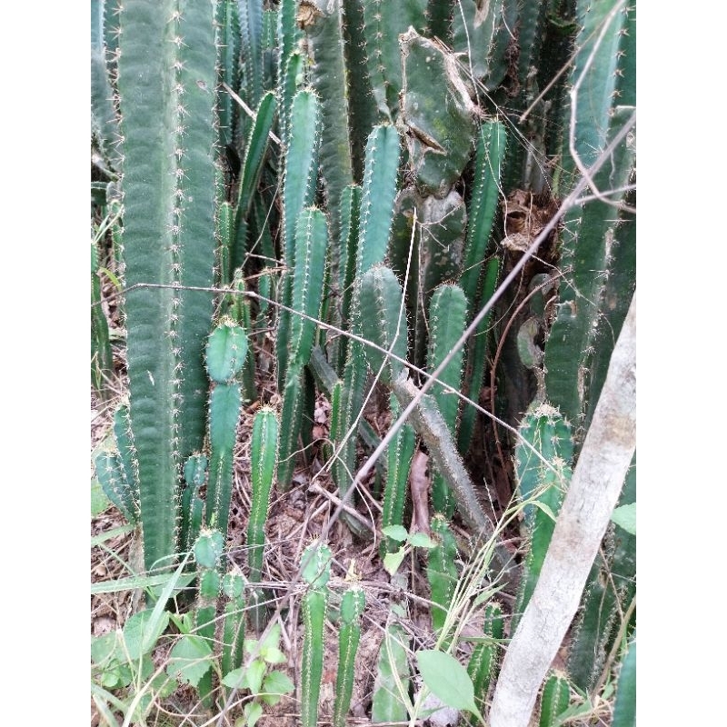 แคสตัสต้นเดี่ยว  คอนโดนางฟ้า กระบองเพชรคอนโดนางฟ้ายักษ์ ต้นเล็กสูง 10-30 ซ.ม - รูปที่ 3