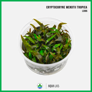 [APC] Cryptocoryne wendtii tropica (คริปทรอปปิคา) [ไม้น้ำ - Aquatic Plants] LC995