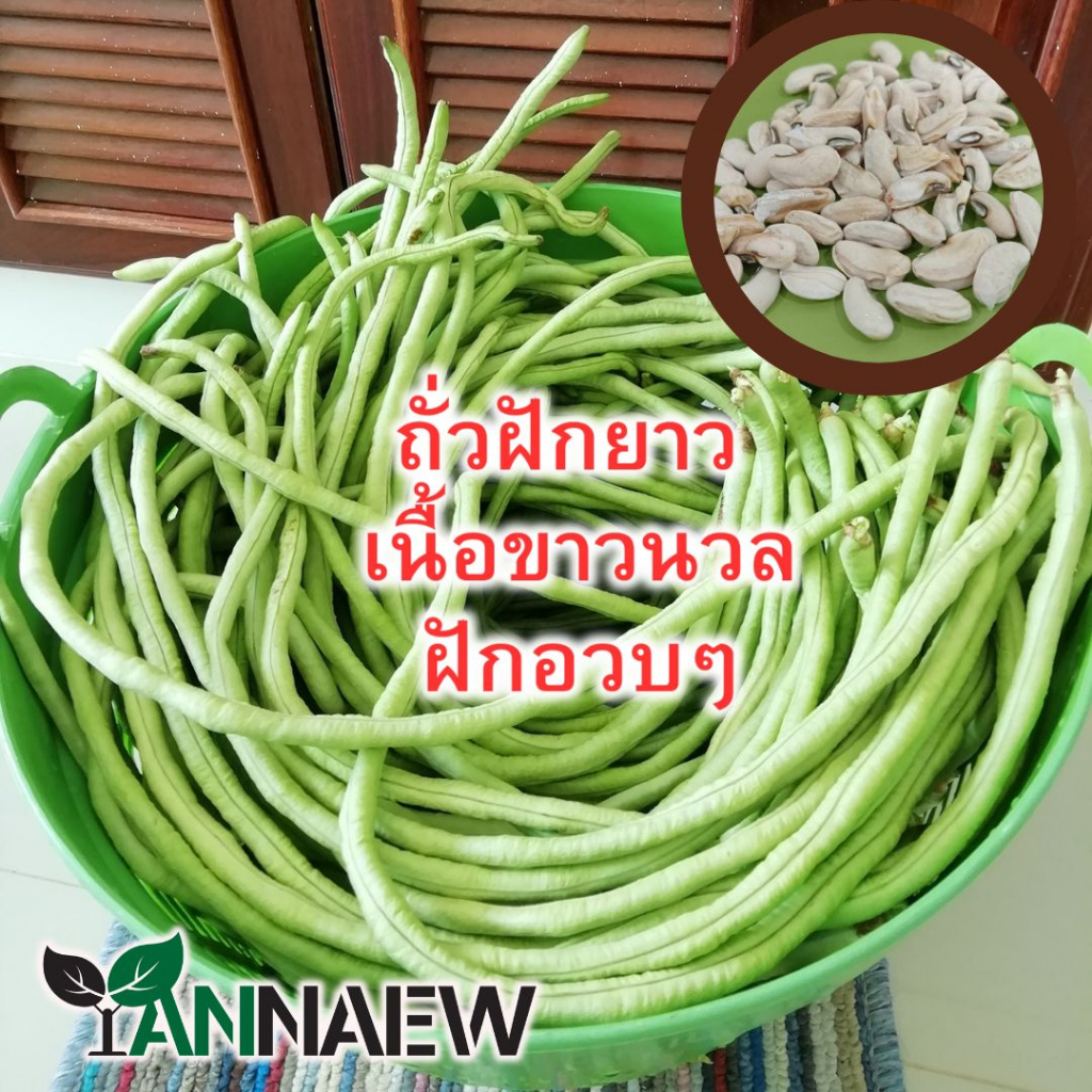 เมล็ดถั่วฝักยาว ฝักอวบๆ เนื้อขาวนวลอมเขียว 30 เมล็ด เก็บใหม่ปีต่อปี