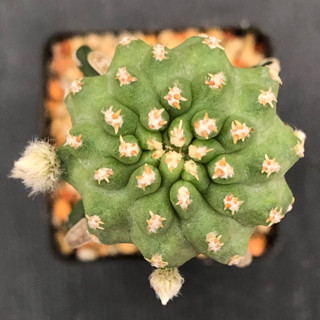 แคคตัส ปิกเมโอซีรีอุสบีลีฟ pygmaeocereus bieblii cactus หนามมุกมิ๊ง ไม้กราฟ จำนวน 1 ต้น