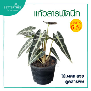 แก้วสารพัดนึก กระถาง 5 นิ้ว Alocasia Bambino Arrow ต้นไม้มงคล ต้นไม้ฟอกอากาศ ต้นไม้