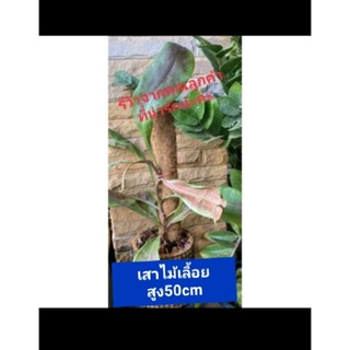 เสาหลักไม้เลื้อย/สูง50cm