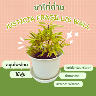 ขาไก่ ต้นขาไก่ด่าง  ปีกไก่ดำ สมุนไพรไทย Justicia fragillis Wall