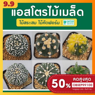 แคคตัส แอสโตรราคาถูก ไม้คัดฟอร์ม กระบองเพชร (Astrophytum) พร้อมส่ง