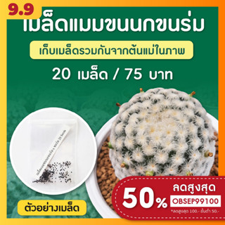 เมล็ดแมมขนนกขาว หนามร่ม x หนามร่ม ชุดล่ะ 20 เมล็ด (Mammillaria Pumosa)