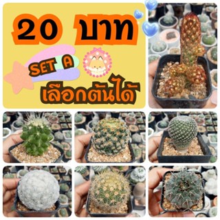 💥ราคาส่ง Set A💥แคคตัสกระบองเพชร ไม้สวย V.I.P.🥇คุณภาพส่งออก เลี้ยงง่าย จากสวนแคคตัสราชบุรี(เลือกต้นได้)