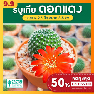 รีบูเทีย ดอกแดง (Rebutia) แคคตัส กระบองเพชร สายดอก