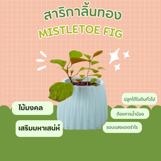 สาริกาลิ้นทอง ไทรใบโพธิ์ ไทรใบโพธิ์หัวกลับ สาริกาไข่มุก สาริกาใบใหญ่ mistletoe fig