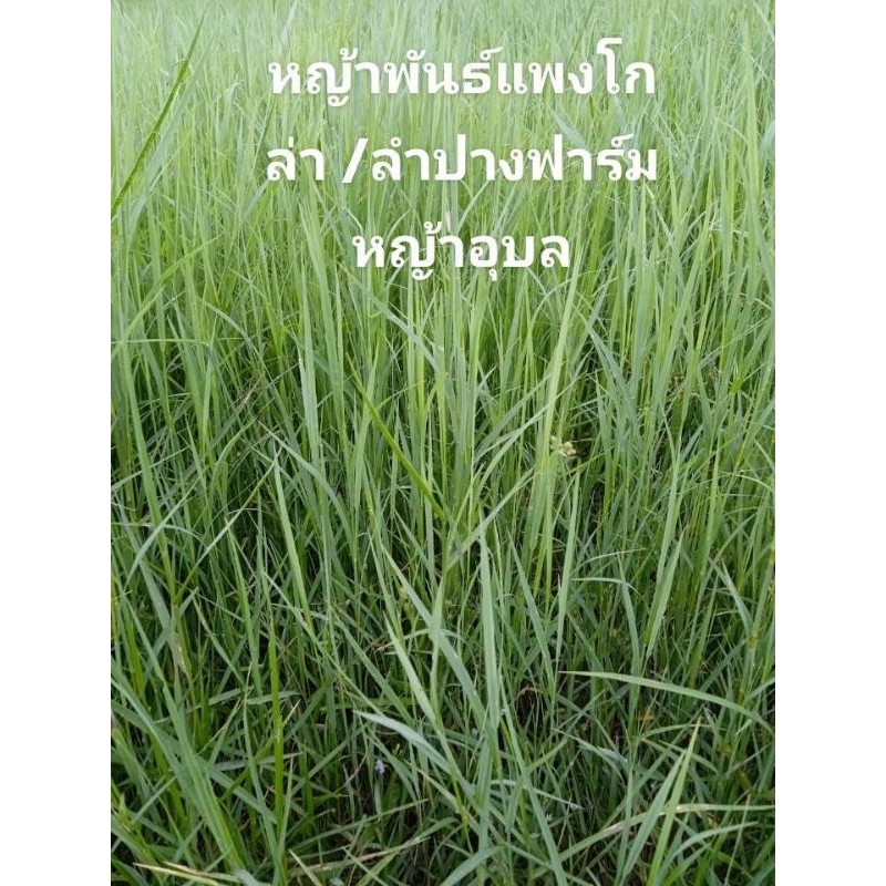ท่อนพันธุ์หญ้าแพงโกล่าบรรจุ10กิโล